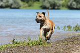 STAFFIE 175